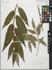 Foto von Salix fragilis L. x Salix triandra L.